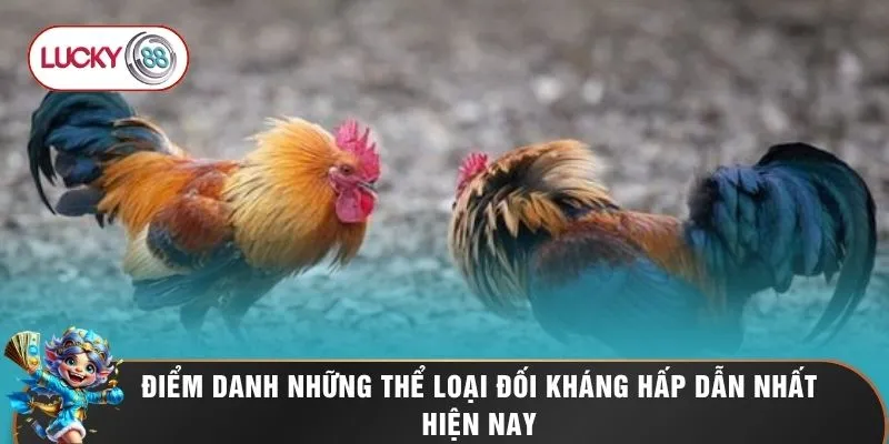 Đá Gà LUCKY88 2 Điểm danh những thể loại đối kháng hấp dẫn nhất hiện nay