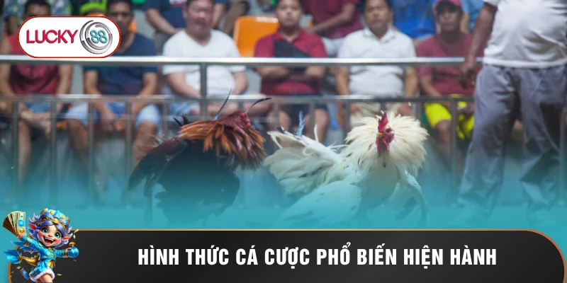 Đá Gà Philippines - 5 Lý Do Nên Chọn Đặt Cược Tại LUCKY88 2 Hình thức cá cược phổ biến hiện hành