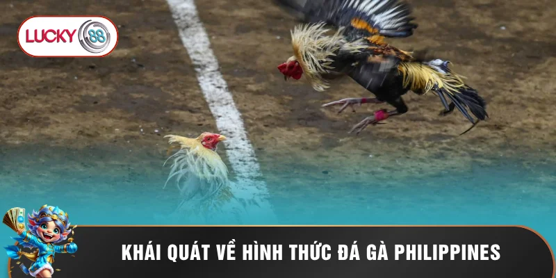 Đá Gà Philippines - 5 Lý Do Nên Chọn Đặt Cược Tại LUCKY88 1 Khái quát về hình thức đá gà Philippines