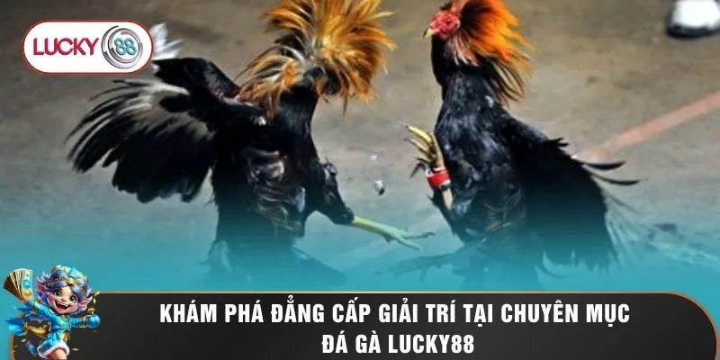 Đá Gà LUCKY88 1 Khám phá đẳng cấp giải trí tại chuyên mục đá gà LUCKY88