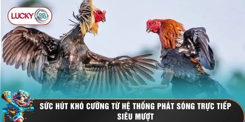 Đá Gà LUCKY88 3 Sức hút khó cưỡng từ hệ thống phát sóng trực tiếp siêu mượt